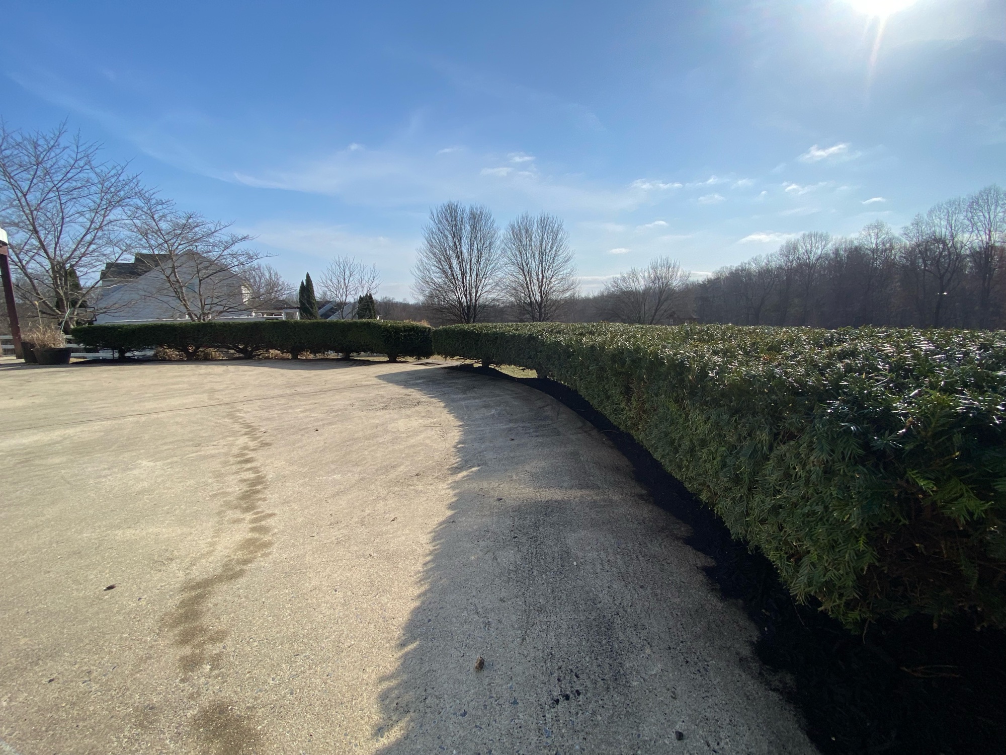Long freshly trimmed hedge row